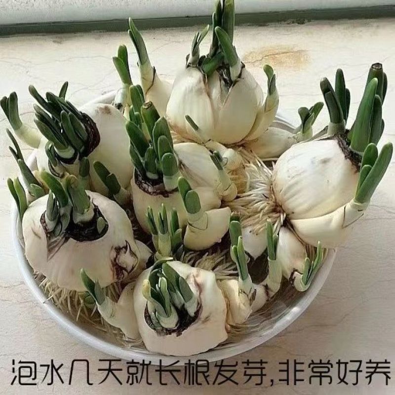 水仙花盆栽庭院水养水培植物四季进口花卉绿植好养易成活桌面