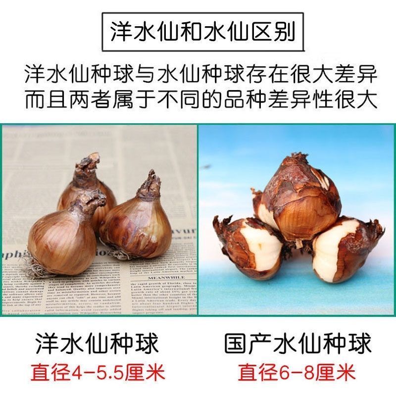 水仙花盆栽庭院水养水培植物四季进口花卉绿植好养易成活桌面