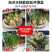 水仙花盆栽庭院水养水培植物四季进口花卉绿植好养易成活桌面