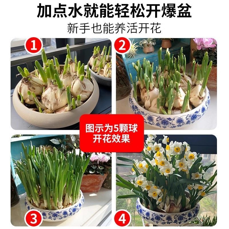 水仙花盆栽庭院水养水培植物四季进口花卉绿植好养易成活桌面