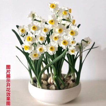 水仙种球，水仙种球水仙花水培植物花卉种子室内绿植冬季