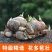 水仙种球，水仙种球水仙花水培植物花卉种子室内绿植冬季