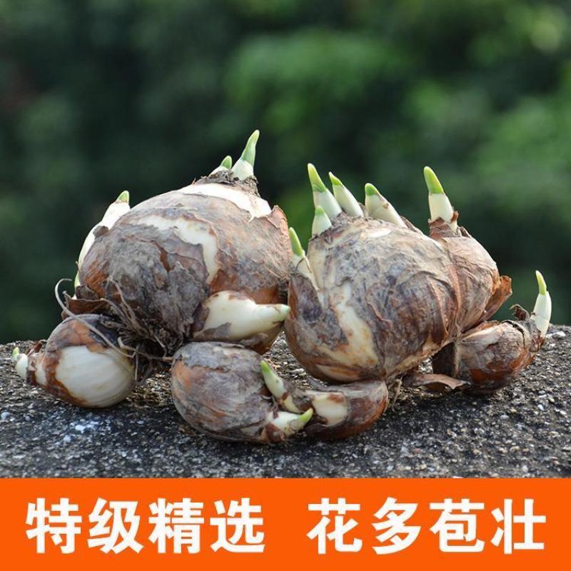 水仙种球，水仙种球水仙花水培植物花卉种子室内绿植冬季