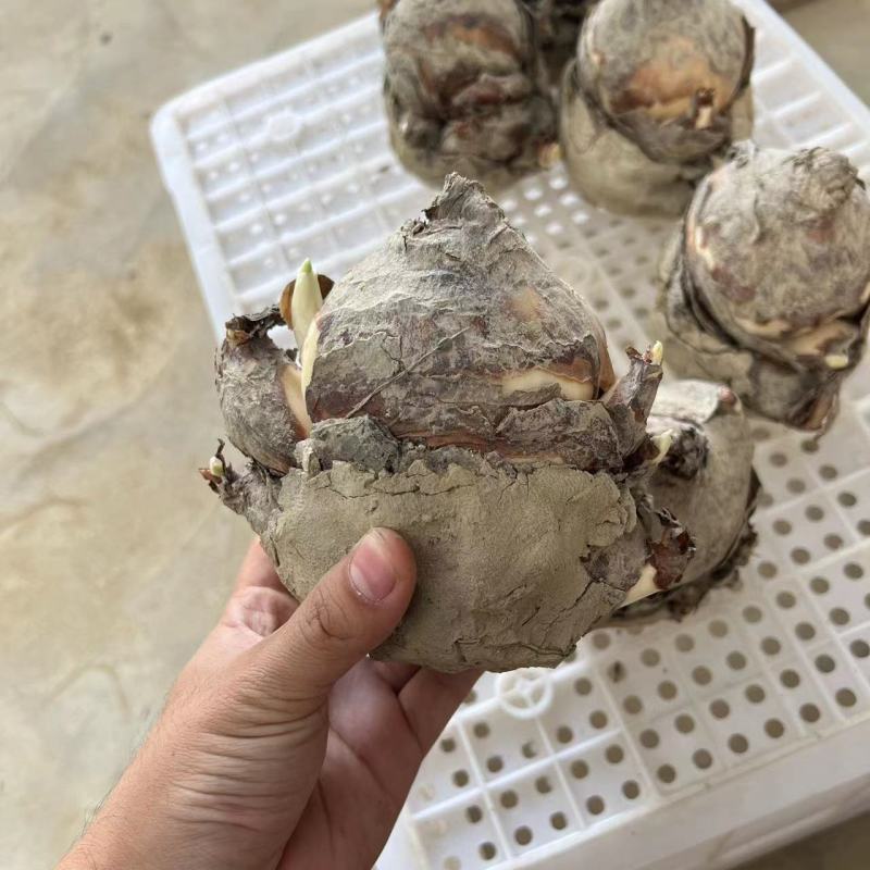 水仙种球，水仙种球水仙花水培植物花卉种子室内绿植冬季