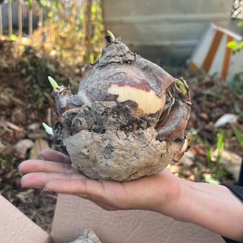 水仙种球，水仙种球水仙花水培植物花卉种子室内绿植冬季