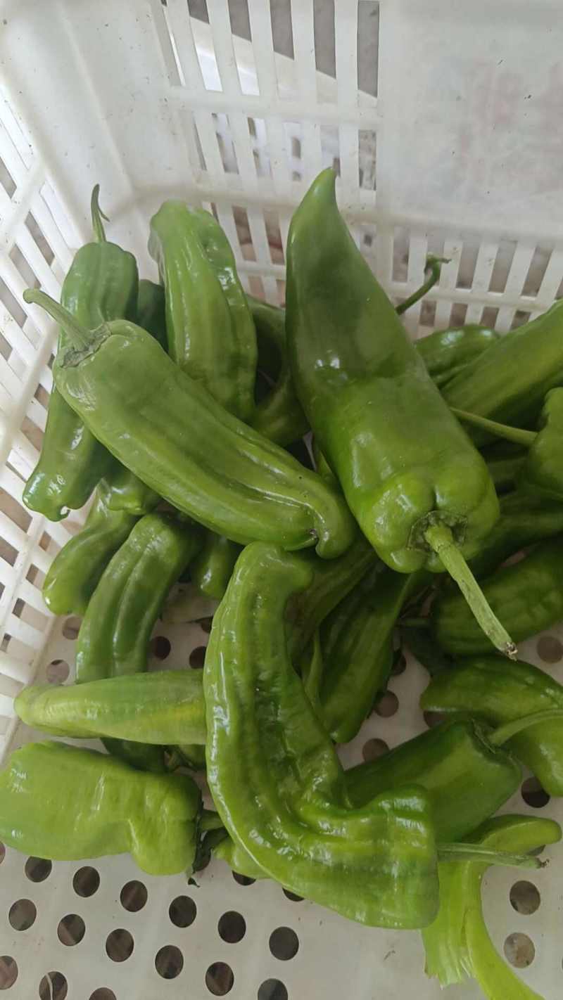 东台301泡椒产地发货自己的种植基地一手货源欢迎订货