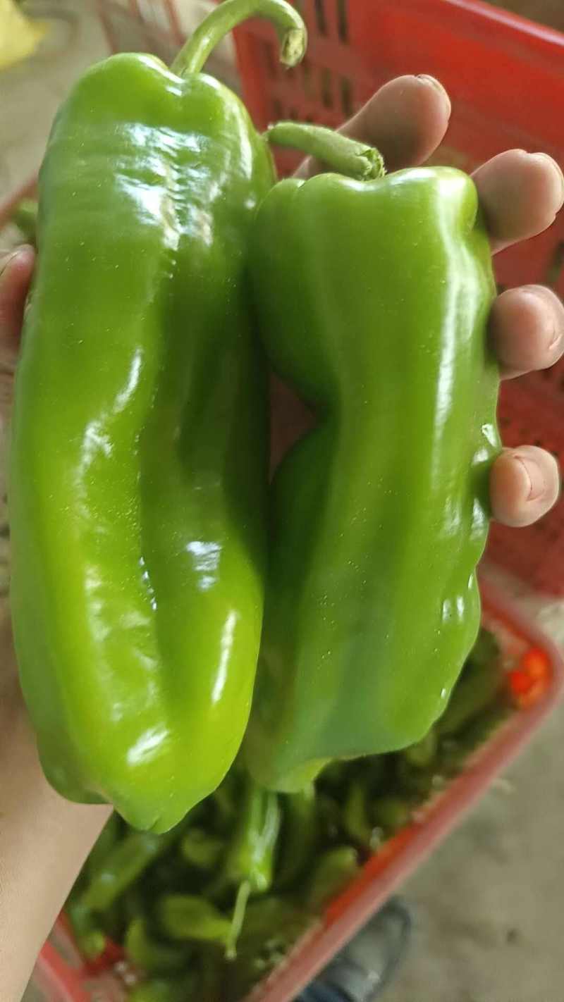 东台301泡椒产地发货自己的种植基地一手货源欢迎订货