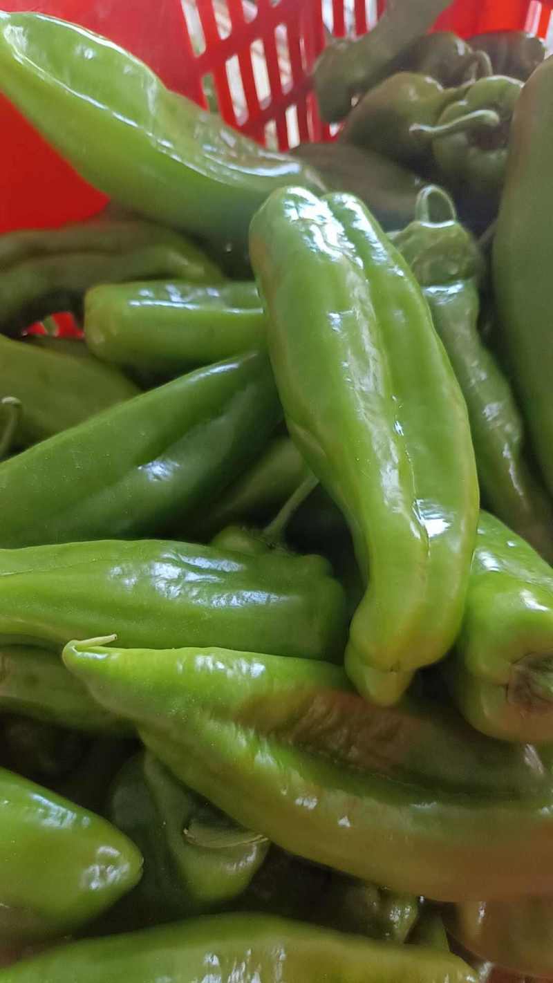 东台301泡椒产地发货自己的种植基地一手货源欢迎订货