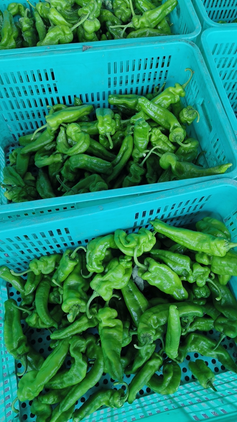 东台301泡椒产地发货自己的种植基地一手货源欢迎订货
