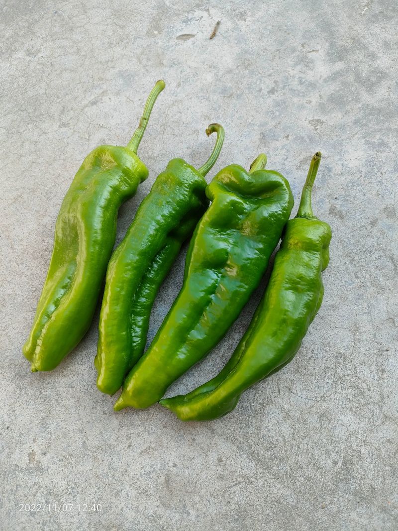 江苏青椒产地发货自己的种植基地一手货源欢迎订货