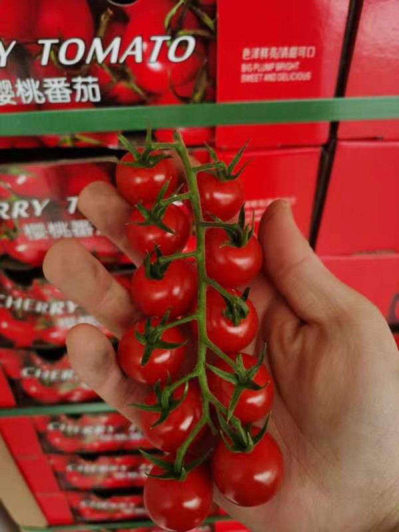 樱桃小番茄，无土栽培，欢迎各大市场，商超订购。串收番茄