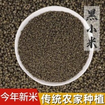 黑小米传统旱作农家种植五谷杂粮黑色小米煮粥好吃批发