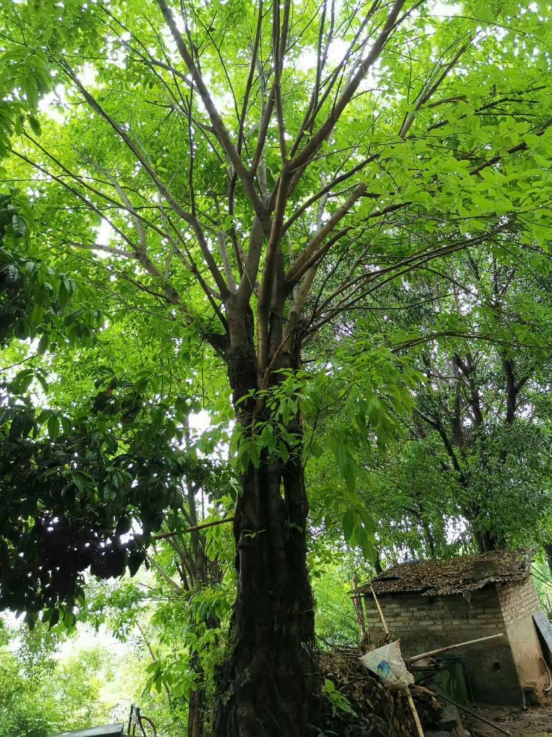 黄葛树规格齐全产地直供一手货源品质保证全国发货