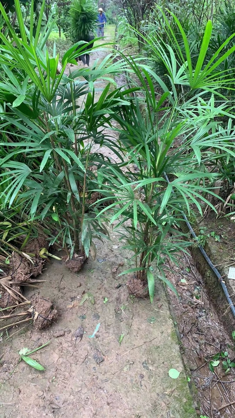 棕竹细叶棕竹大量供应，重庆渝中产地直发，量大从优