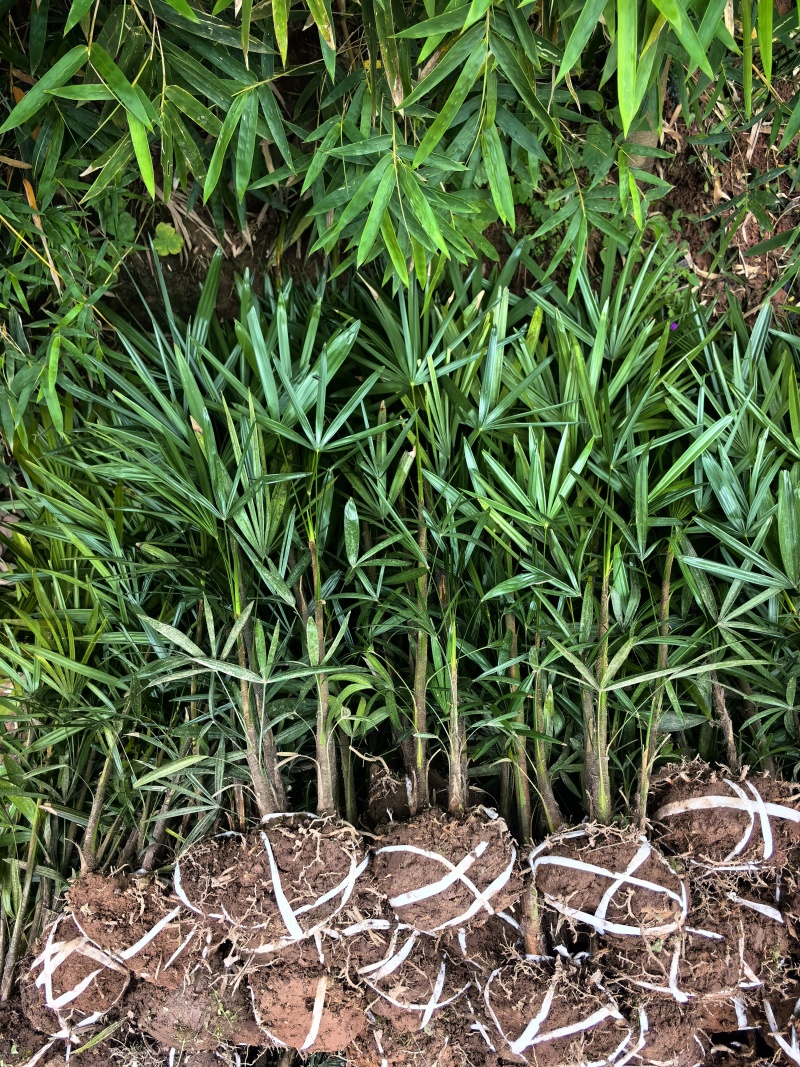 棕竹细叶棕竹大量供应，重庆渝中产地直发，量大从优