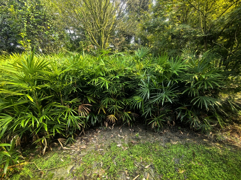 棕竹细叶棕竹大量供应，重庆渝中产地直发，量大从优