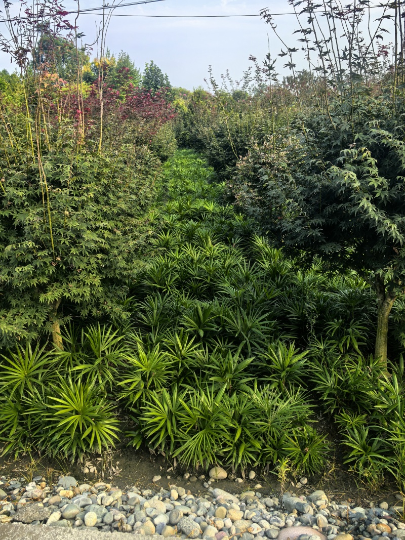 棕竹细叶棕竹大量供应，重庆渝中产地直发，量大从优