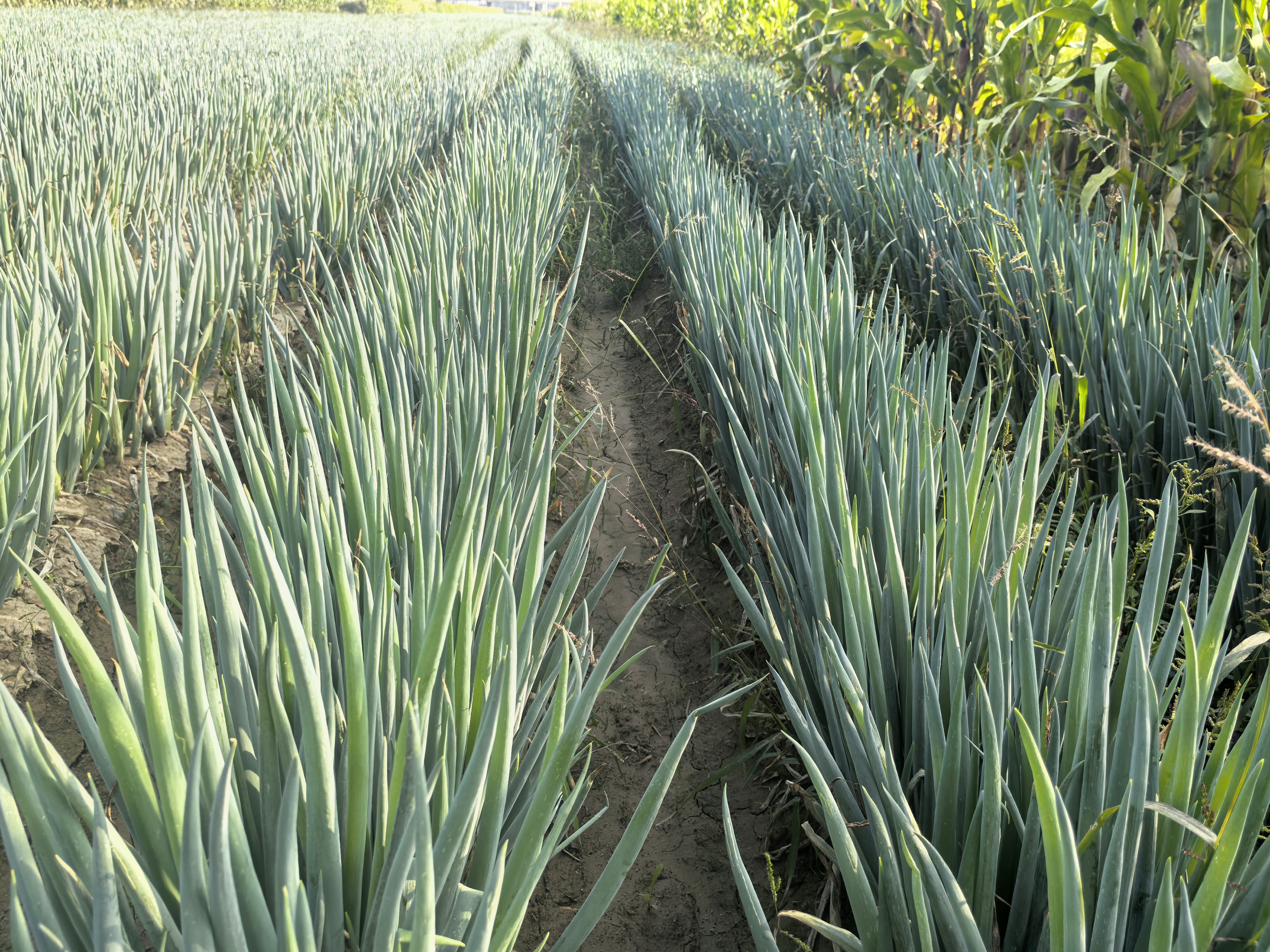 展示多种钢葱种子的特写图片,种子颜色各异,整齐排列在白色背景中 钢葱种子展示