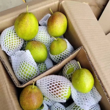 新梨七号一级好货大量出库果面干净脆甜无渣