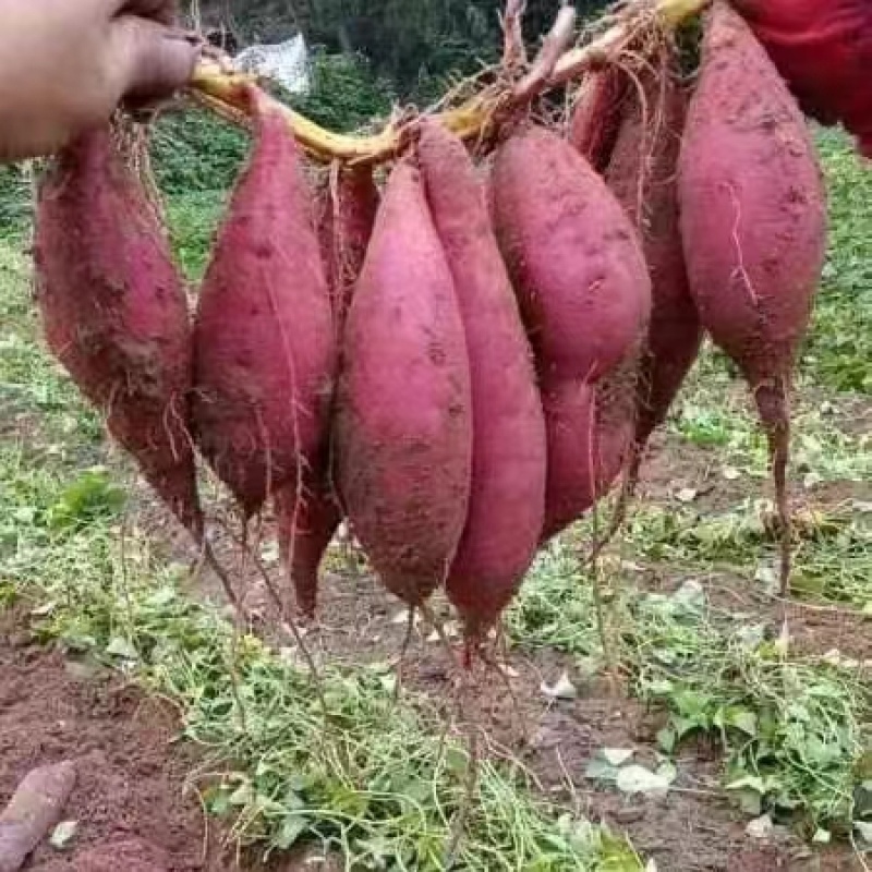 需要的来