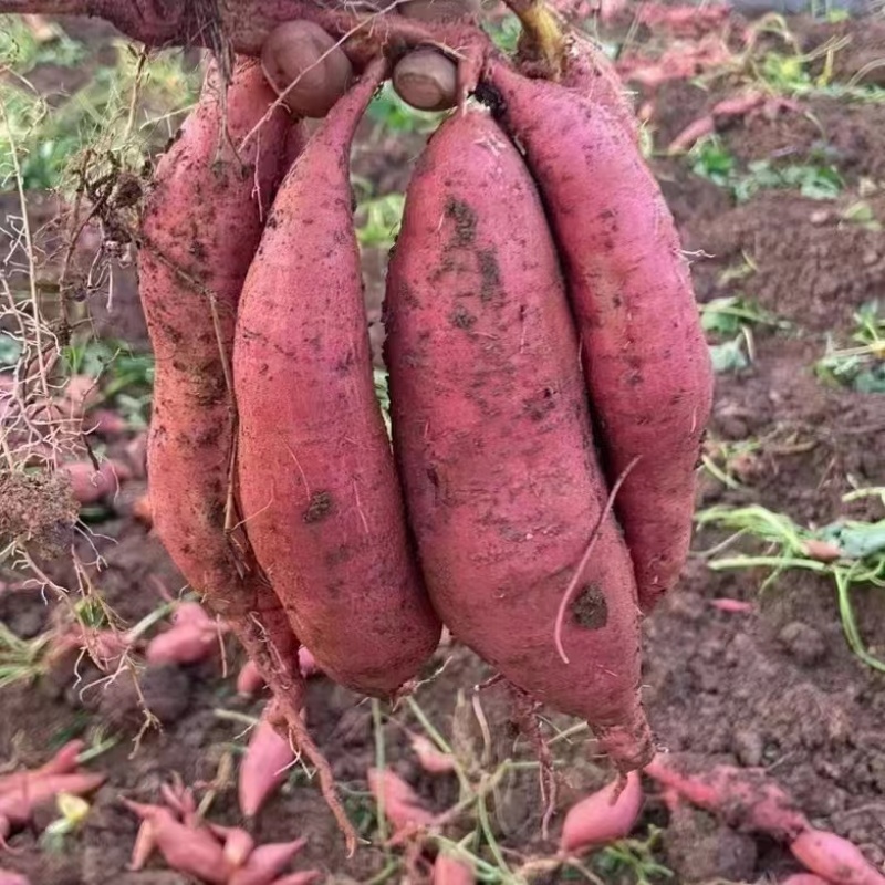 需要的来