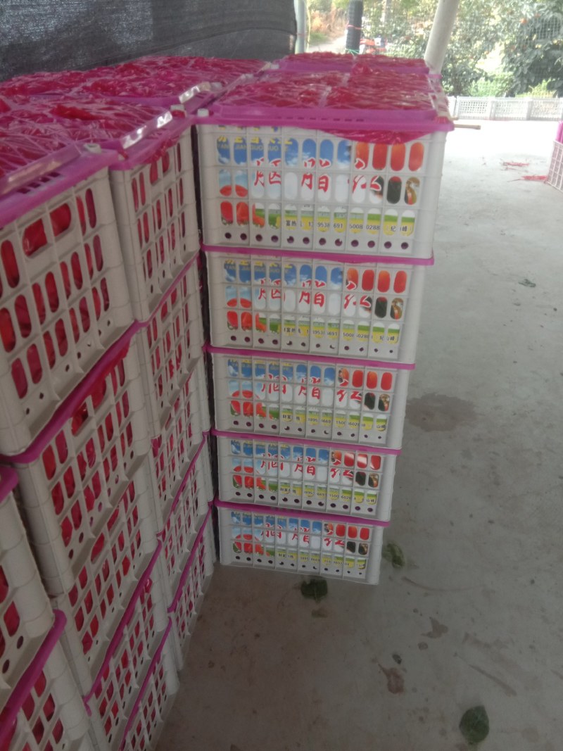 河南灵宝胭脂红柿子大量上市欢迎新老客户前来采购，口感很好