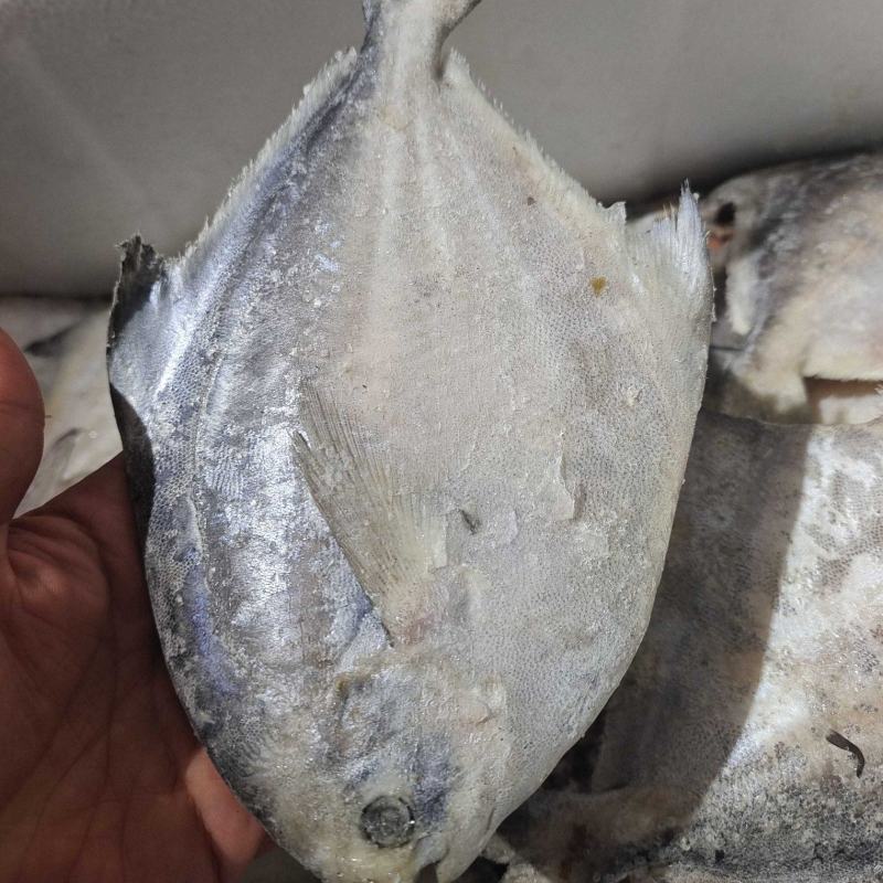 威海冷水船冻单冻银鲳鱼价格美丽量大价优可视频看货
