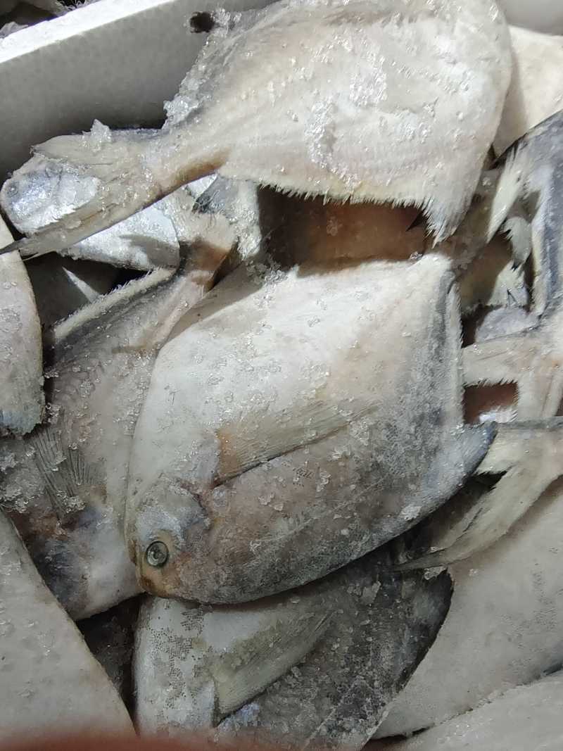 威海冷水船冻单冻银鲳鱼价格美丽量大价优可视频看货