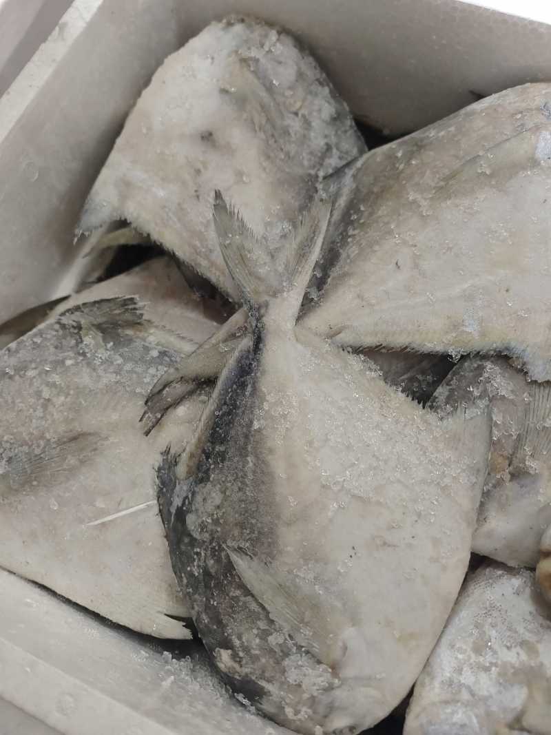 威海冷水船冻单冻银鲳鱼价格美丽量大价优可视频看货
