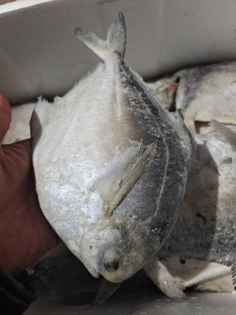 威海冷水船冻单冻银鲳鱼价格美丽量大价优可视频看货