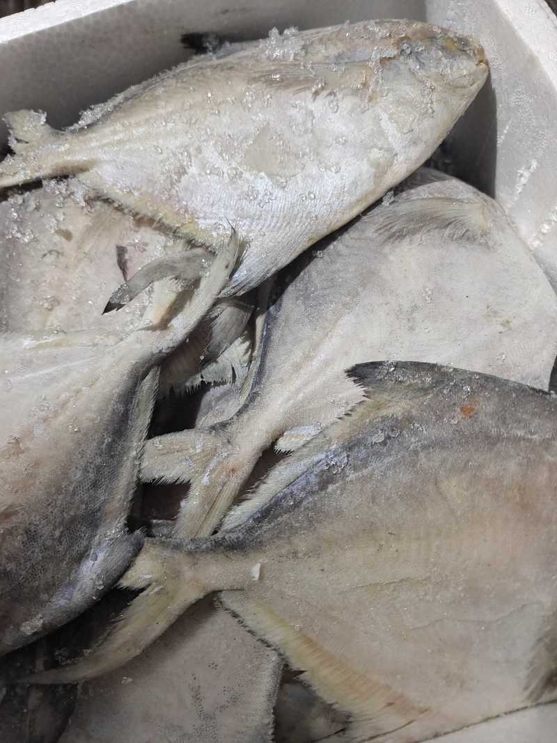 威海冷水船冻单冻银鲳鱼价格美丽量大价优可视频看货