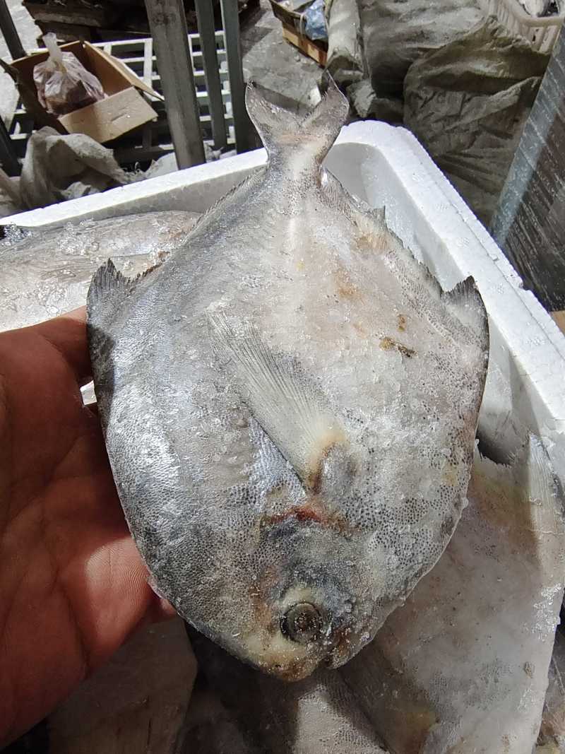 威海冷水船冻单冻银鲳鱼价格美丽量大价优可视频看货