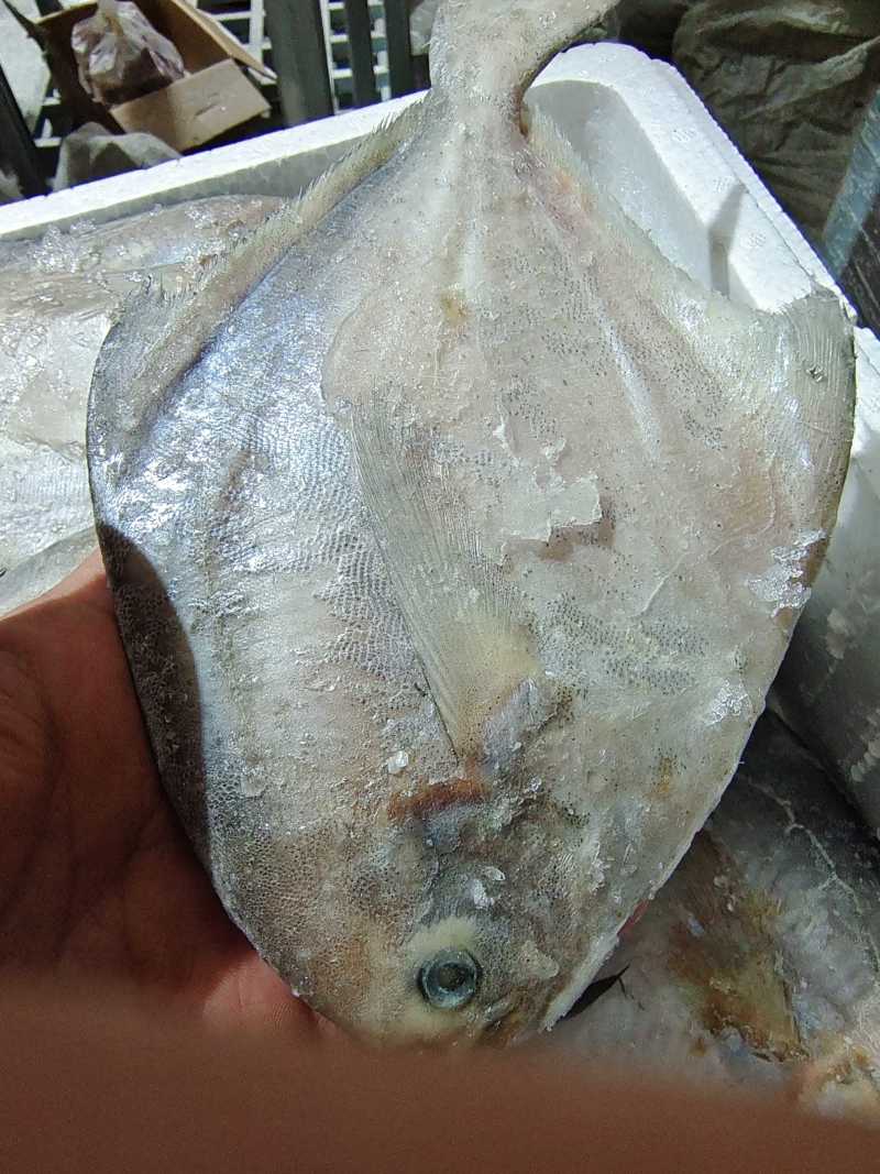威海冷水船冻单冻银鲳鱼价格美丽量大价优可视频看货