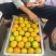 【精品湖北蜜橘】皮薄口感甜，汁多无核无渣，质量三包有保障