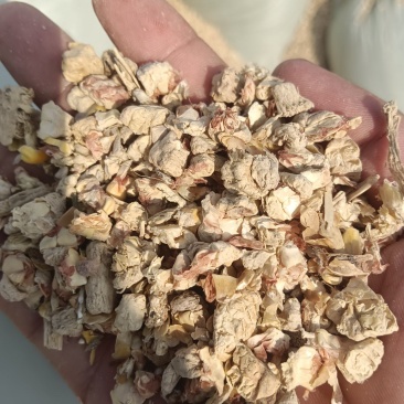 玉米芯