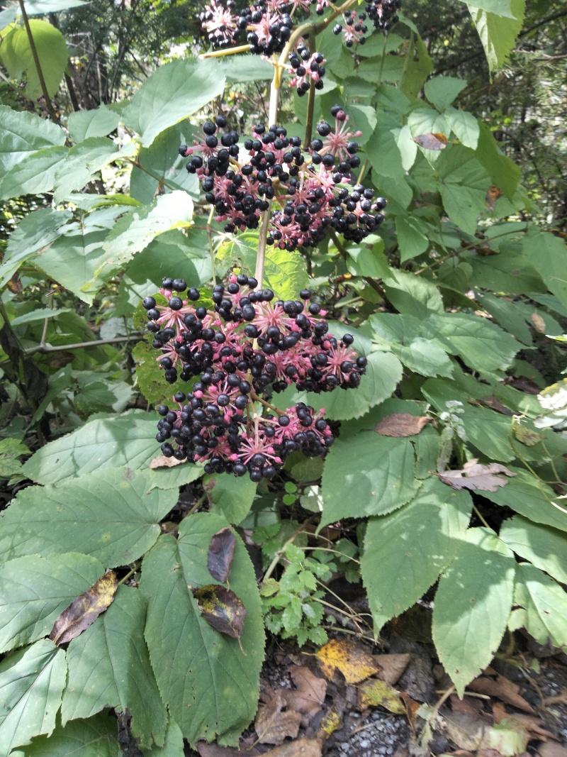 长白山苦嫩芽，苦老芽