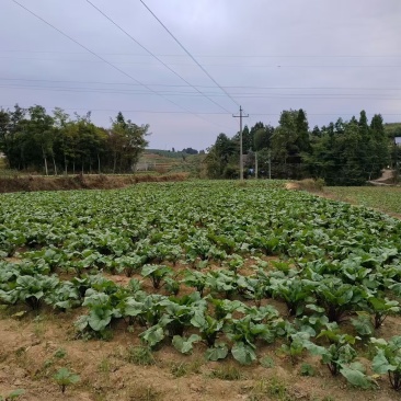 高山红菜苔