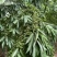 山苍子种子，又名木姜子，毕登茄，山鸡椒
