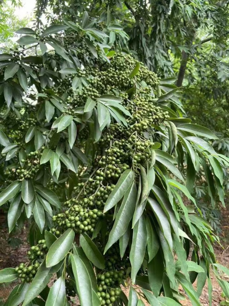 山苍子种子，又名木姜子，毕登茄，山鸡椒