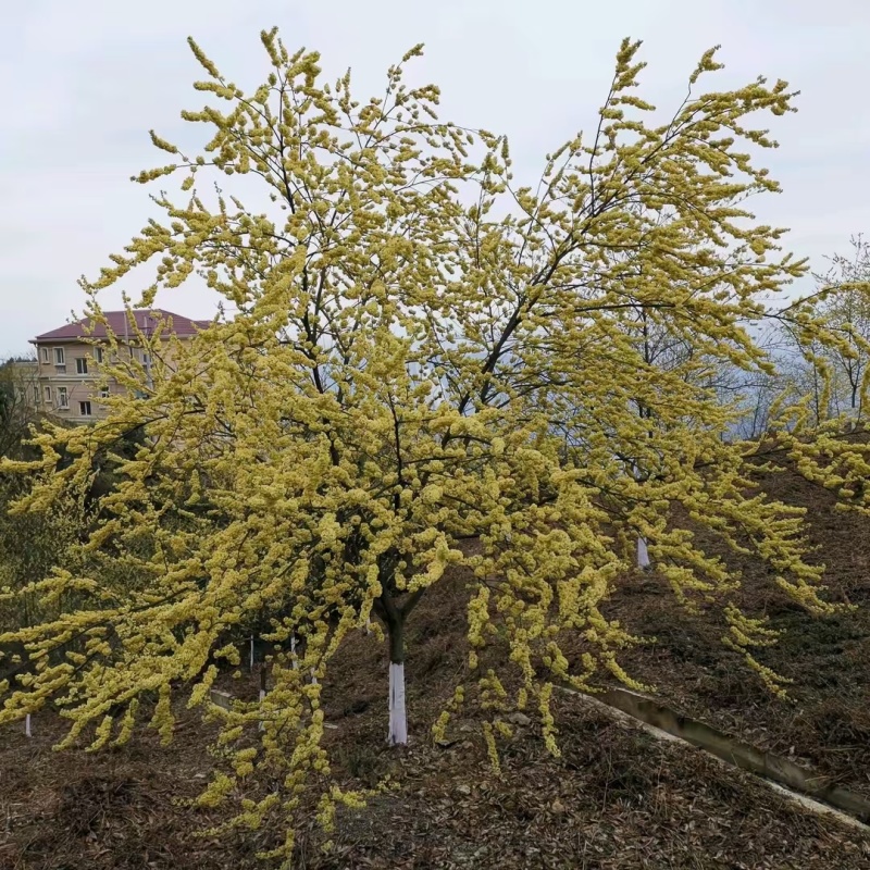 山苍子种子，又名木姜子，毕登茄，山鸡椒
