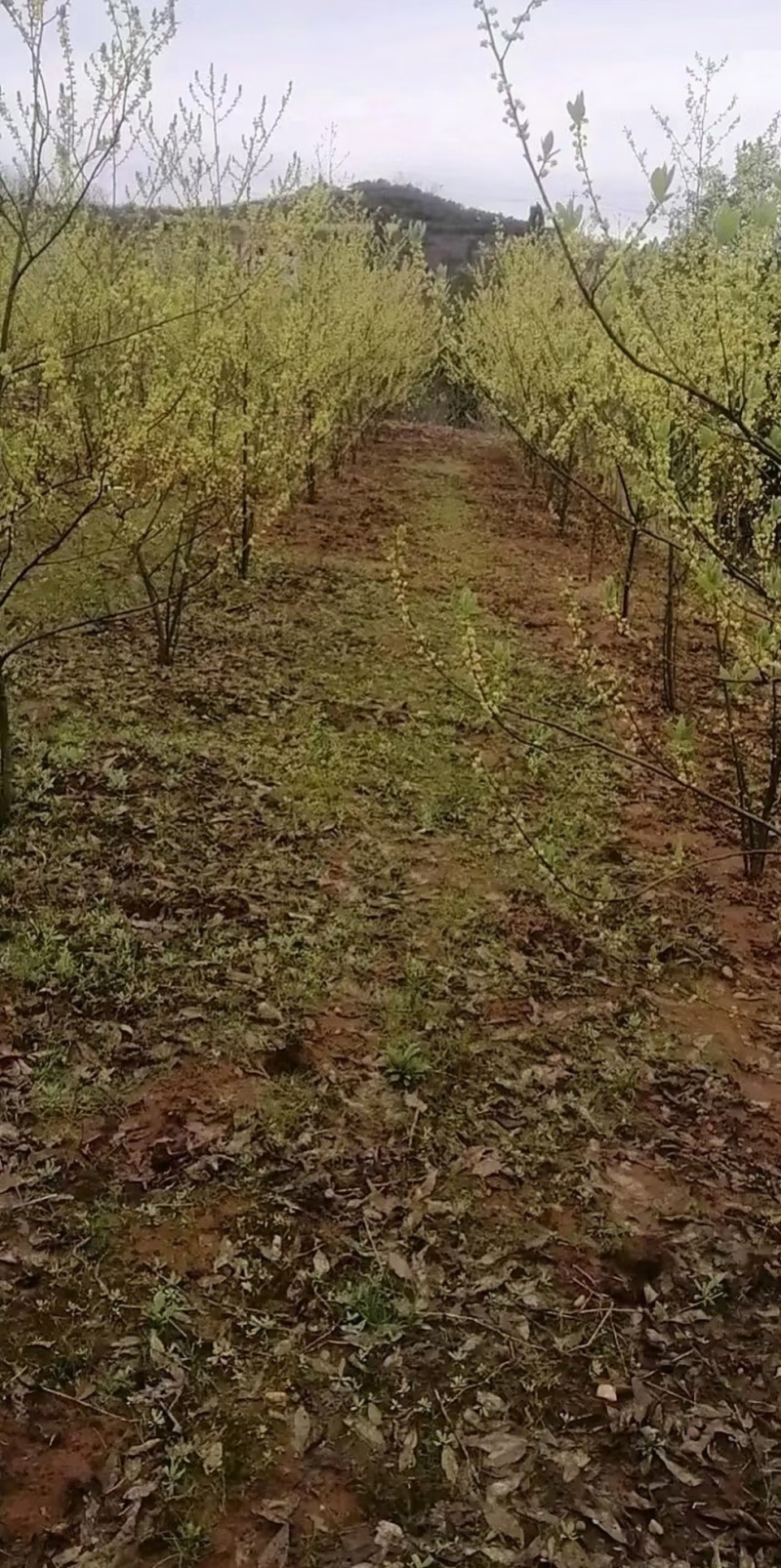 山苍子种子，又名木姜子，毕登茄，山鸡椒