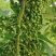 山苍子种子，又名木姜子，毕登茄，山鸡椒
