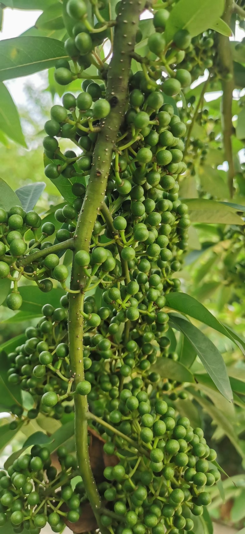 山苍子种子，又名木姜子，毕登茄，山鸡椒