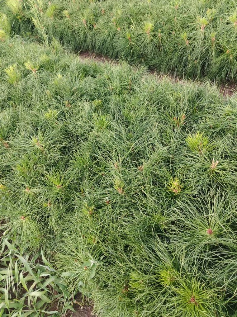 油松杯苗20-40公分以上，13×16杯