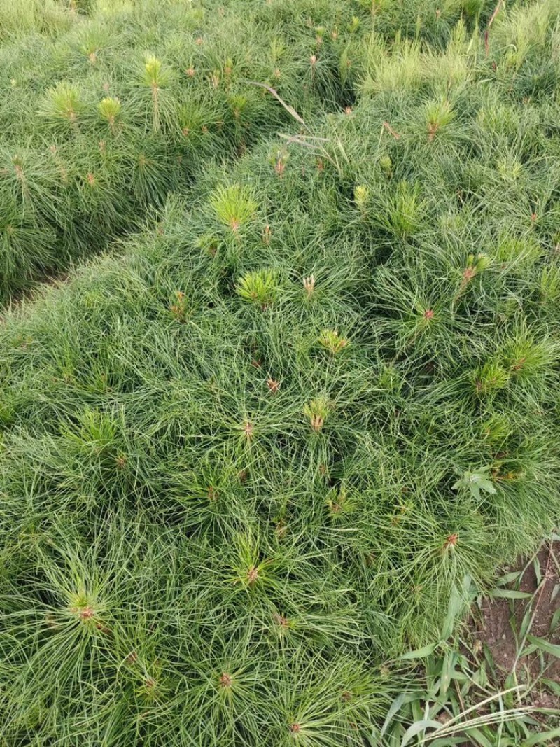 油松杯苗20-40公分以上，13×16杯