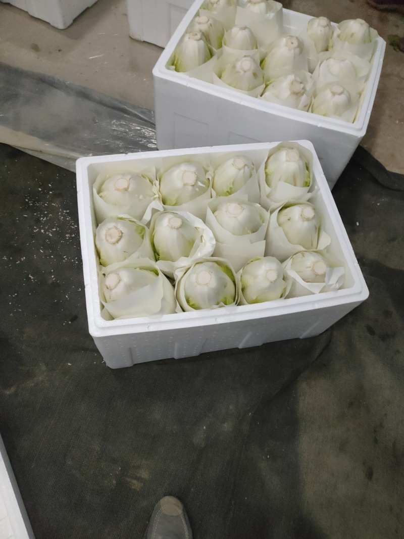 【新品上市】开封夏阳白菜现挖现发量大从优保质保量对接全国
