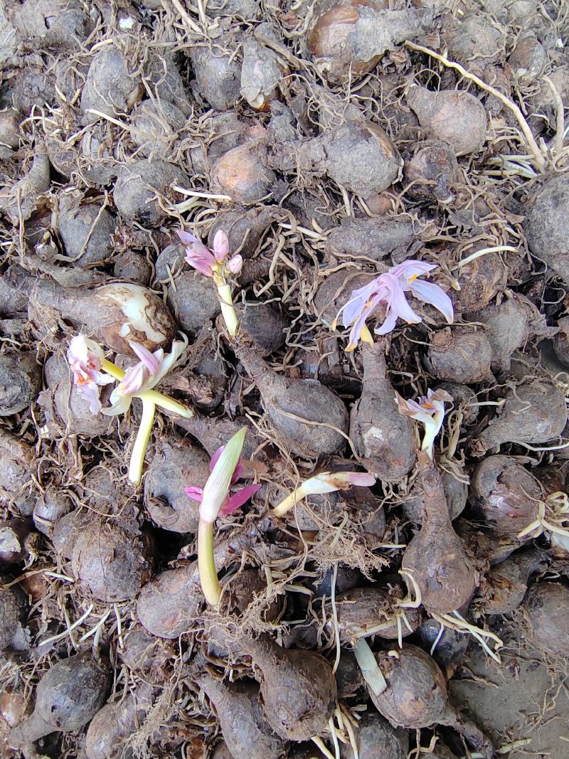 换锦花（紫花石蒜）