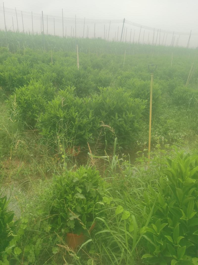 非洲茉莉