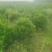 非洲茉莉