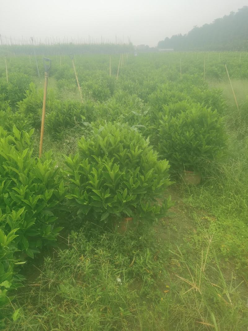 非洲茉莉